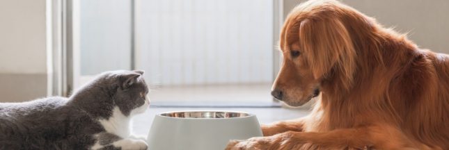 pénurie de nourriture pour chien chat