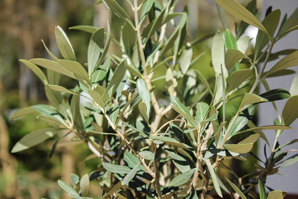Comment protéger un olivier en région froide