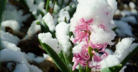 Ces plantes résistantes à l’hiver à planter dès novembre pour embellir jardins et balcons