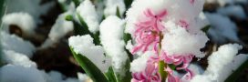 Ces plantes résistantes à l'hiver à planter dès novembre pour embellir jardins et balcons