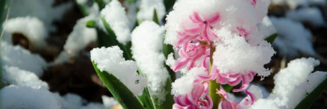 Les plantes résistantes au froid à planter en novembre, pour l'hiver