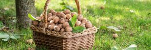 Récolter et conserver les noix et noisettes fraîches du jardin : tout savoir