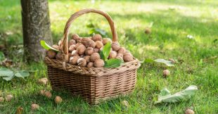 Récolter et conserver les noix et noisettes fraîches du jardin : tout savoir