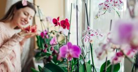 S’occuper d’une orchidée en hiver : arrosage, taille et autres conseils