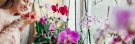 S'occuper d'une orchidée en hiver : arrosage, taille et autres conseils