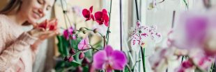 S'occuper d'une orchidée en hiver : arrosage, taille et autres conseils