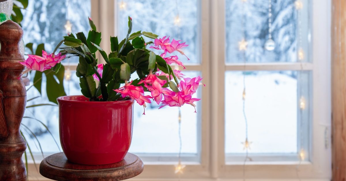 C’est le moment de bouturer le cactus de Noël : comment faire ?