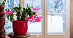 C'est le moment de bouturer le cactus de Noël : comment faire ?