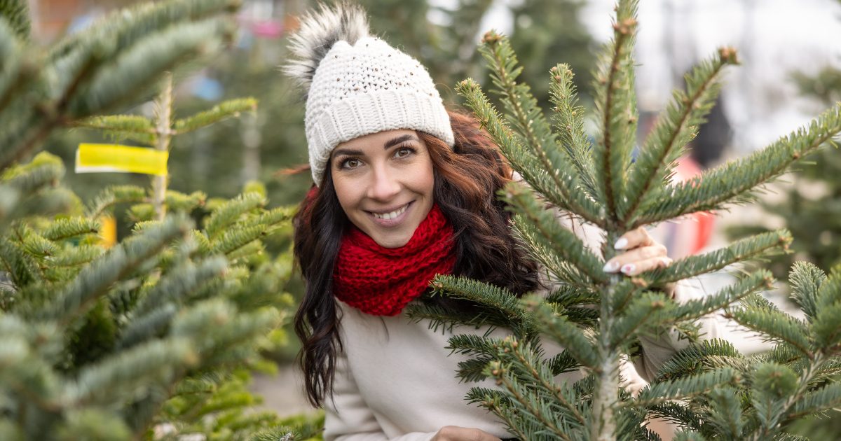 Quel sapin choisir pour un Noël plus vert ?