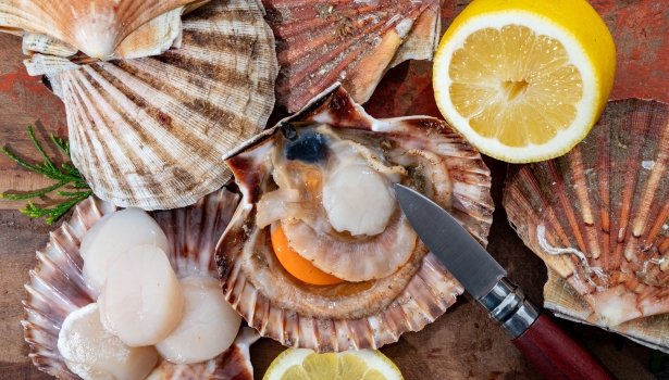 coquilles Saint Jacques