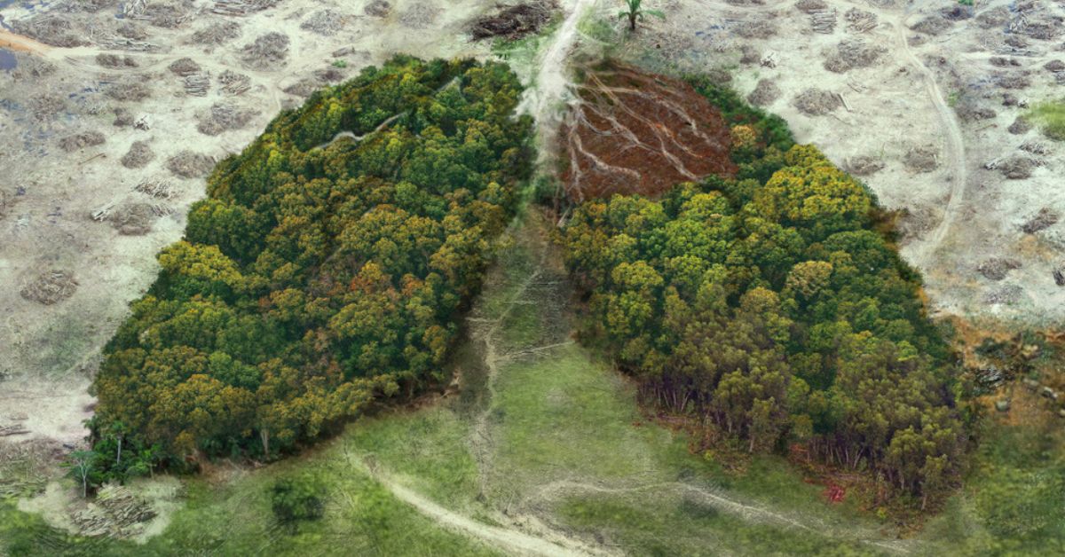 Café, viande bovine, meubles... Ces produits enfin interdits par l'UE quand issus de la déforestation : une première mondiale !