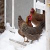 Poulailler et hiver : l'astuce imparable pour savoir si vos poules ont froid