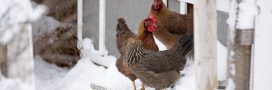 Poulailler et hiver : l'astuce imparable pour savoir si vos poules ont froid