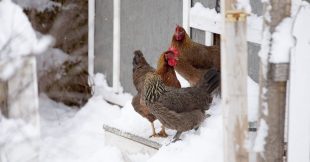 Poulailler et hiver : l'astuce imparable pour savoir si vos poules ont froid