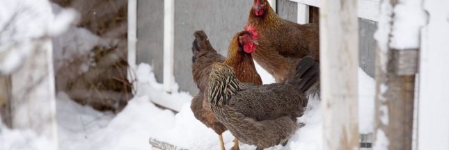 Protéger les poules du froid