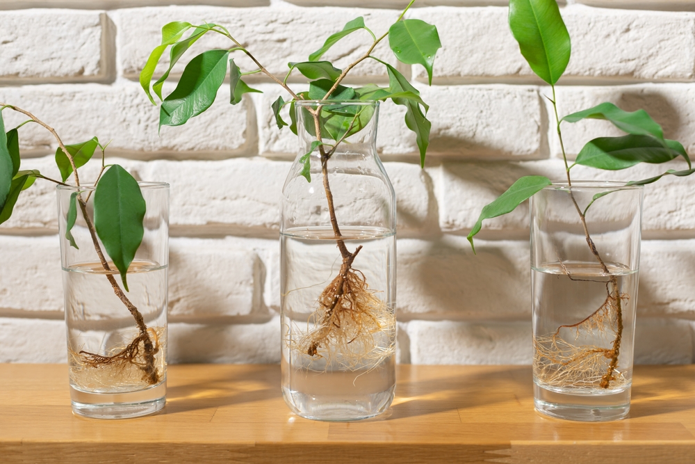 Hydroponie : 10 plantes d'intérieur à cultiver très facilement dans l'eau