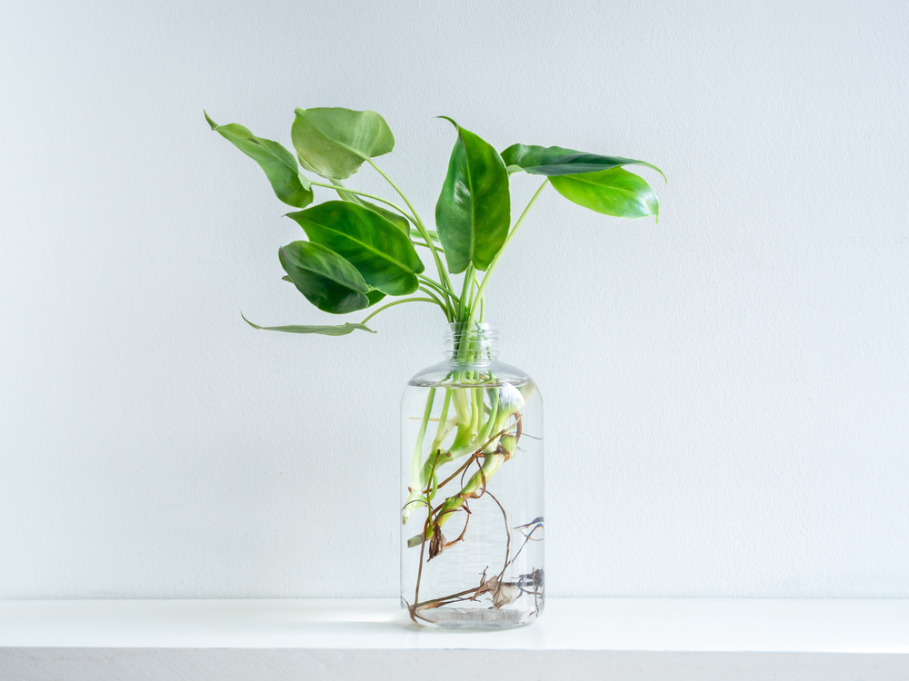 Plante d'intérieur en hydroponie, plante en eau sans entretien – La Green  Touch