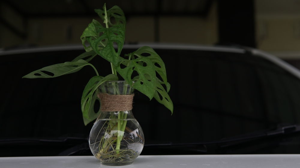 Vidéo d'instruction: voici comment préparer des plantes l'hydroculture 