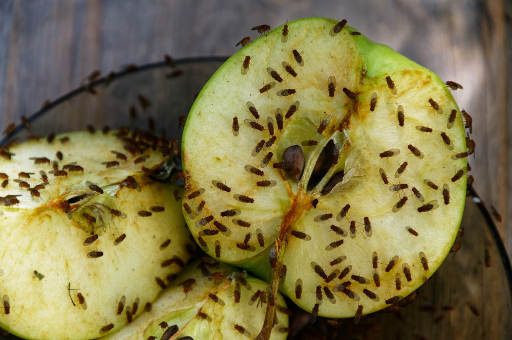 Comment lutter naturellement contre les mouches à fruits ?