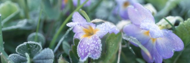 Protéger le jardin d'un redoux en hiver