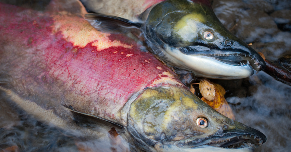 Des millions de saumons d'élevage écossais meurent dans des conditions insoutenables