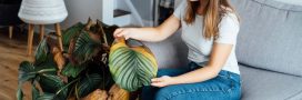 Sauver une plante d'intérieur en train de mourir : 10 conseils pour la faire repartir