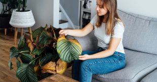 Sauver une plante d'intérieur en train de mourir : 10 conseils pour la faire repartir