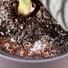 Allumettes, miel... 8 astuces pour se débarrasser des moucherons dans les plantes d'intérieur