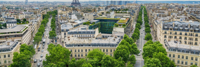 arbres pour lutter contre la canicule