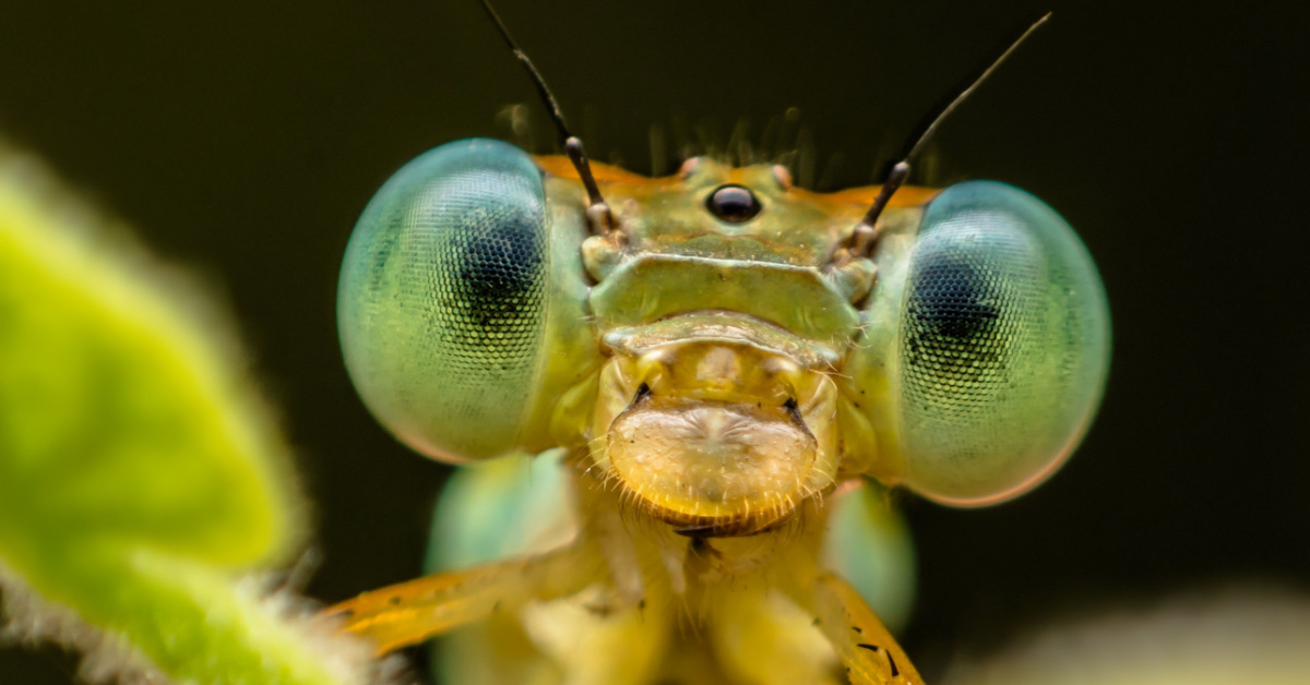 Conscience, émotions, sentiments... Que ressentent les insectes ?