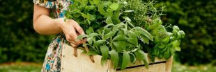 6 plantes aphrodisiaques à cultiver pour booster naturellement sa libido