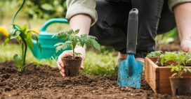 Potager : 5 légumes originaux à planter ce printemps pour varier les saveurs !