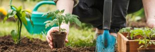 Potager : 5 légumes originaux à planter ce printemps pour varier les saveurs !