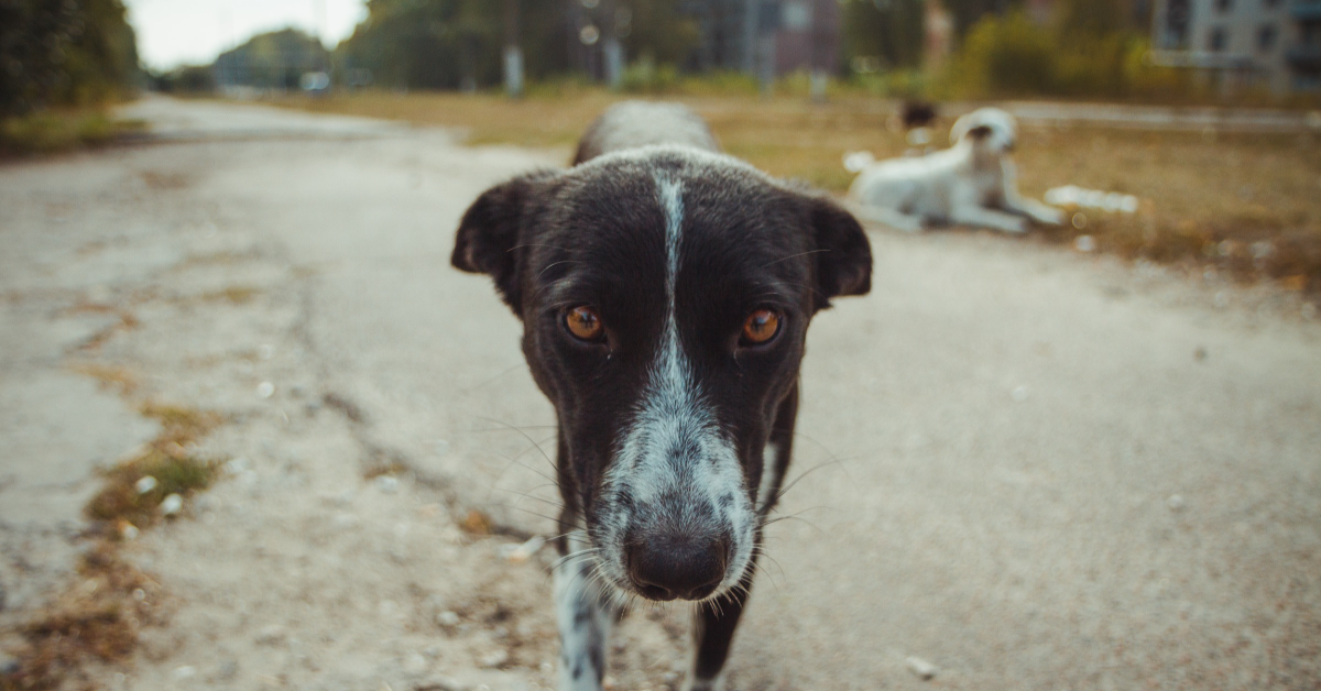 À Tchernobyl, les chiens errants ont changé de gènes, et survécu