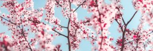 Prendre soin d'un cerisier du Japon pour avoir de belles fleurs au printemps