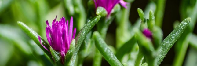 Des fleurs qui résistent à la sécheresse et au manque d'eau