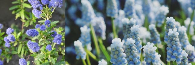 Fleurs bleues pour le jardin