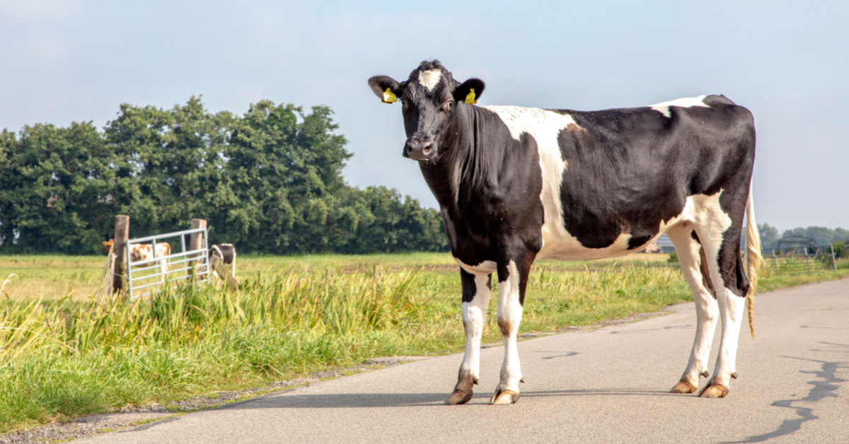 Maltraitance animale : les vaches de cet ex-candidat de L'Amour est dans le pré lui ont été retirées