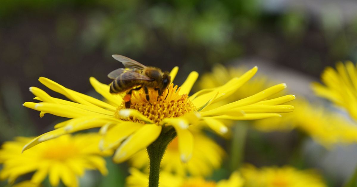 Créez un jardin qui bourdonne de vie avec ces 9 fleurs mellifères qui attirent les pollinisateurs