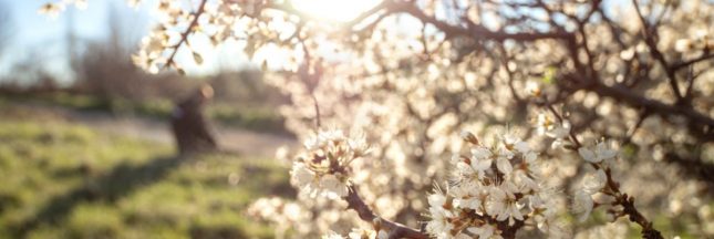 Les arbres fruitiers résistants à la sécheresse