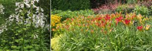 7 grandes fleurs pour les jardins : des beautés imposantes qui captivent le regard