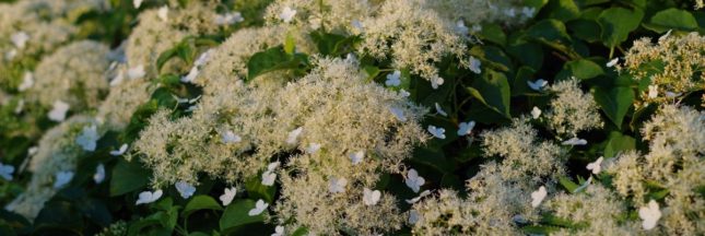 L'hortensia grimpant ou Hydrangea petiolaris : une plante majestueuse pour embellir votre jardin !