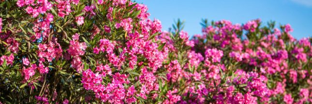 Les lauriers : une beauté à double tranchant pour votre jardin