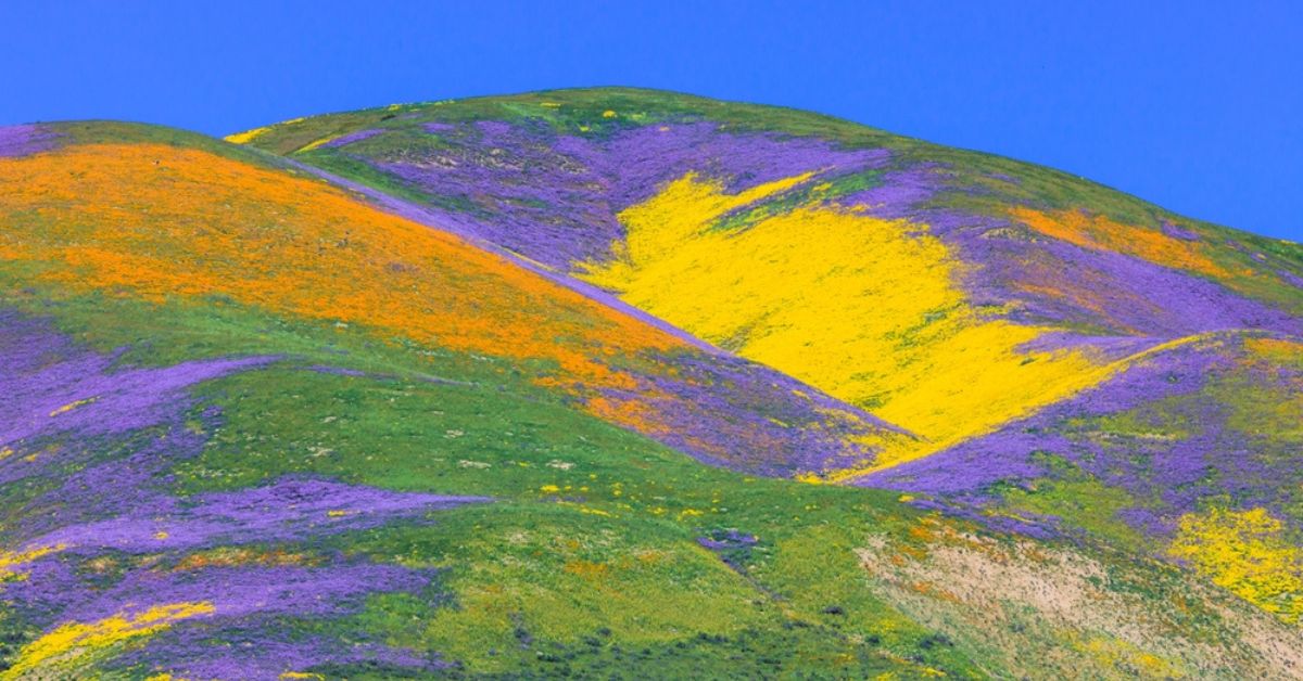 'Super Bloom' : la Californie enfin en fleurs après 4 ans, c'est superbe !