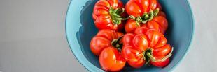 La tomate 'Voyage' : variété ancienne facile à partager pour des pique-niques gourmands !