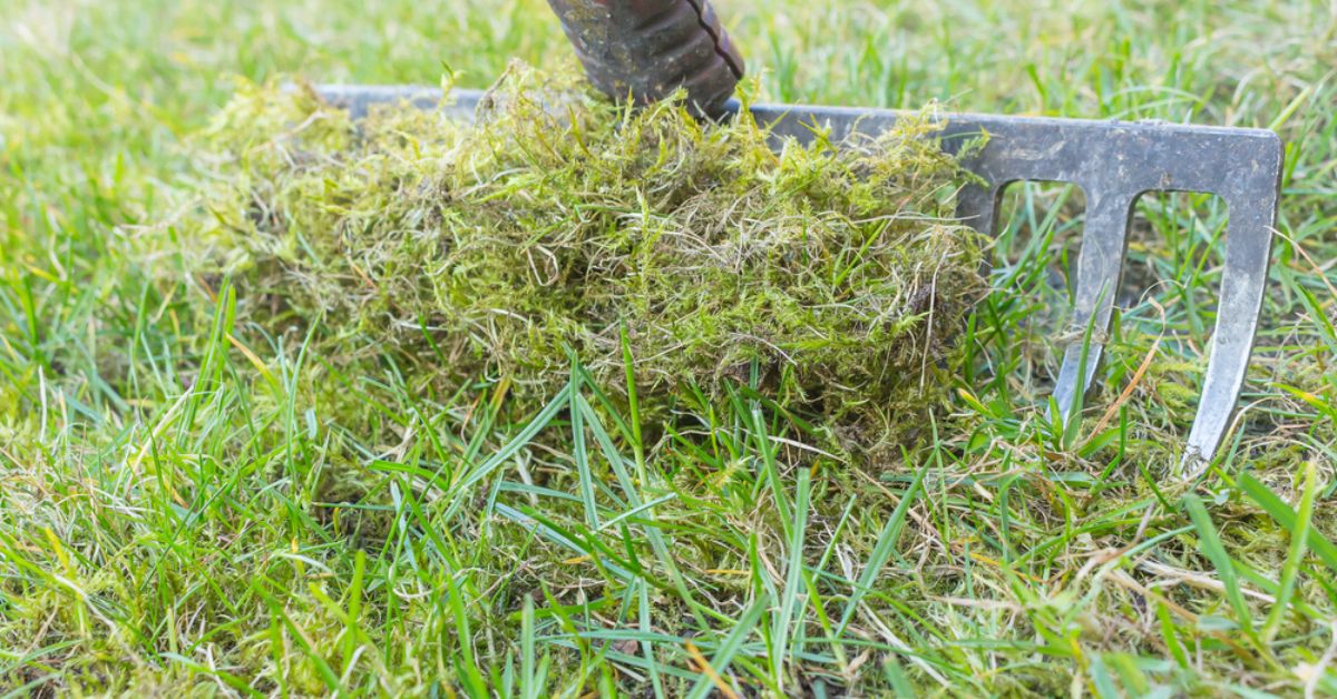 Recycler la mousse du jardin : 5 utilisations utiles et écologiques