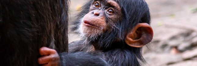 marché noir des grands singes d'Afrique