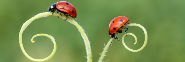 coccinelle