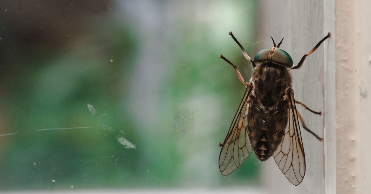 10 astuces pour échapper aux mouches et moucherons sans vous