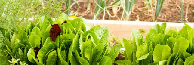 Astuces pour un petit potager productif : cultiver plus en occupant moins d'espace